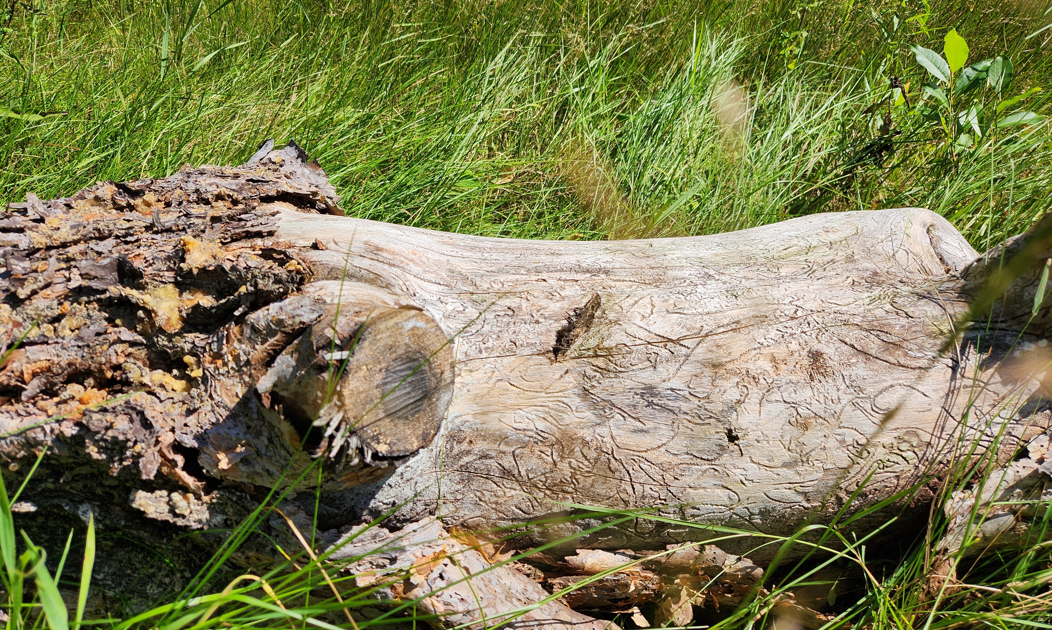 tree Image